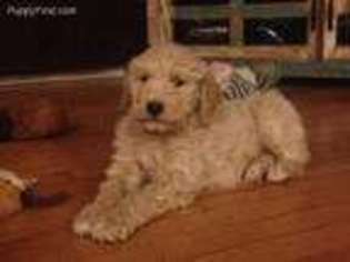 Goldendoodle Puppy for sale in Colo, IA, USA