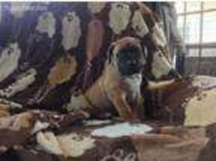 Boerboel Puppy for sale in SALEM, NJ, USA