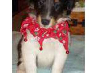 Shetland Sheepdog Puppy for sale in Berkeley Springs, WV, USA