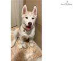 Siberian Husky Puppy for sale in Palm Springs, CA, USA