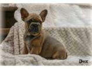 French Bulldog Puppy for sale in Clatskanie, OR, USA