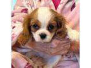 Cavalier King Charles Spaniel Puppy for sale in Andalusia, AL, USA