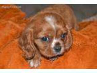 Cavalier King Charles Spaniel Puppy for sale in Abilene, KS, USA