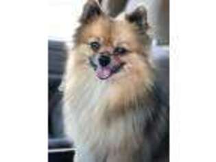 Pomeranian Puppy for sale in Atwater, CA, USA