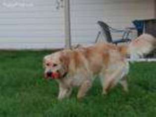 Golden Retriever Puppy for sale in Round Rock, TX, USA