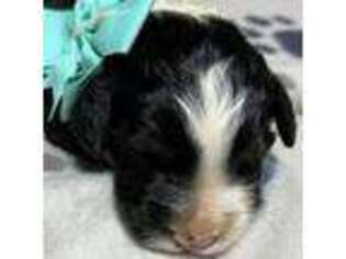 Mutt Puppy for sale in Friendsville, MD, USA