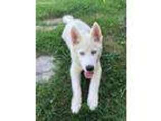 Siberian Husky Puppy for sale in Nolensville, TN, USA
