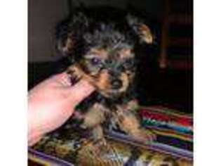 Yorkshire Terrier Puppy for sale in Martinsburg, WV, USA