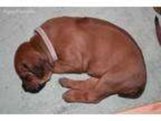 Rhodesian Ridgeback Puppy for sale in Las Vegas, NV, USA