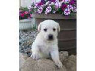 Labrador Retriever Puppy for sale in Woodburn, IN, USA