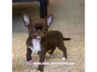 Chihuahua Puppy for sale in Annandale, VA, USA