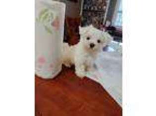 Maltese Puppy for sale in Pryor, OK, USA