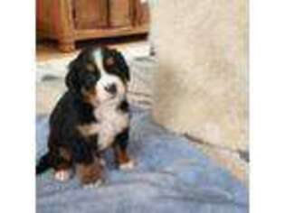 Bernese Mountain Dog Puppy for sale in Bemidji, MN, USA