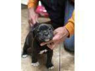 Staffordshire Bull Terrier Puppy for sale in Kingwood, TX, USA