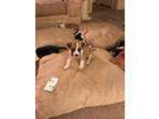 Cane Corso Puppy for sale in North Brunswick, NJ, USA