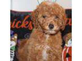 Goldendoodle Puppy for sale in Commerce, GA, USA