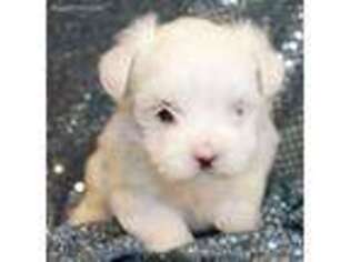 Maltese Puppy for sale in Camdenton, MO, USA