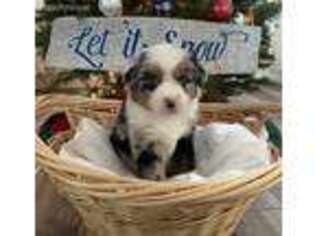 Miniature Australian Shepherd Puppy for sale in Nipomo, CA, USA