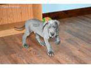 Great Dane Puppy for sale in Ligonier, IN, USA