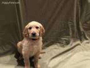 Goldendoodle Puppy for sale in Kawkawlin, MI, USA