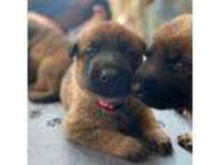 German Shepherd Dog Puppy for sale in Trevor, WI, USA