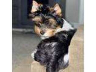 Biewer Terrier Puppy for sale in Salina, KS, USA