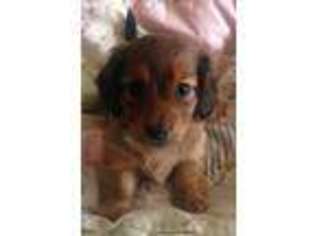 Dachshund Puppy for sale in Kingsville, MD, USA