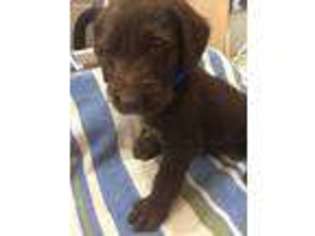 Labradoodle Puppy for sale in Roseboro, NC, USA