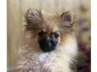 Pomeranian Puppy for sale in Winnsboro, TX, USA