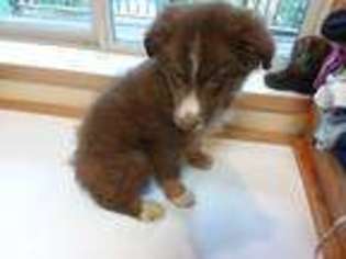 Australian Shepherd Puppy for sale in Portland, OR, USA