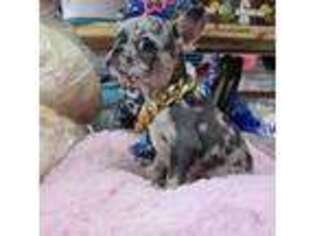 French Bulldog Puppy for sale in Miami Beach, FL, USA