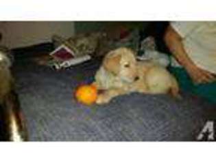 Golden Retriever Puppy for sale in FOUNTAIN, CO, USA