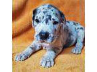 Great Dane Puppy for sale in Chillicothe, OH, USA