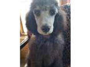 Mutt Puppy for sale in Westport, SD, USA
