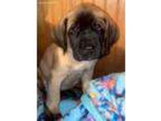 Mastiff Puppy for sale in New Milford, PA, USA