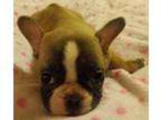 French Bulldog Puppy for sale in Centerview, MO, USA