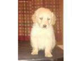 Goldendoodle Puppy for sale in Marengo, IA, USA