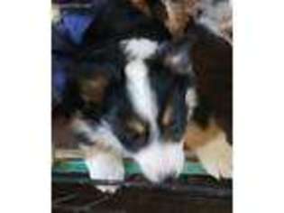 Mutt Puppy for sale in Littlerock, CA, USA