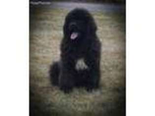 Newfoundland Puppy for sale in Topeka, IN, USA