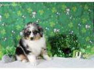 Miniature Australian Shepherd Puppy for sale in Fort Jones, CA, USA