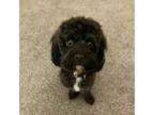 Cavapoo Puppy for sale in Running Springs, CA, USA