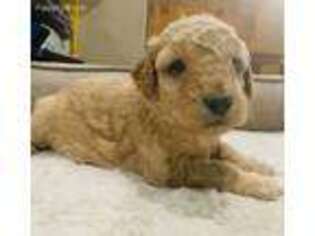 Labradoodle Puppy for sale in Liberty Hill, TX, USA