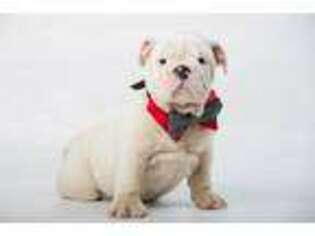 Bulldog Puppy for sale in Groton, CT, USA