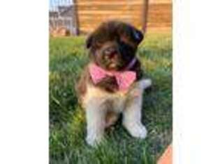 Akita Puppy for sale in Eagle Mountain, UT, USA