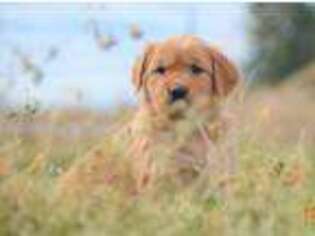 Golden Retriever Puppy for sale in Fairfield, MT, USA