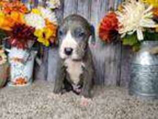 Great Dane Puppy for sale in Tyler, TX, USA