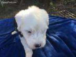 Old English Sheepdog Puppy for sale in Yulee, FL, USA