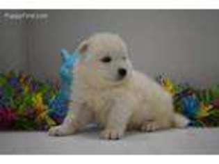 Samoyed Puppy for sale in West Point, IA, USA