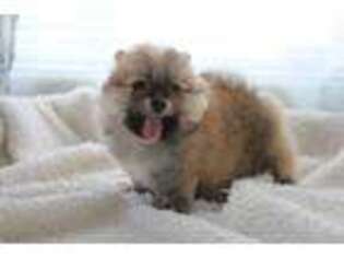 Pomeranian Puppy for sale in Layton, UT, USA