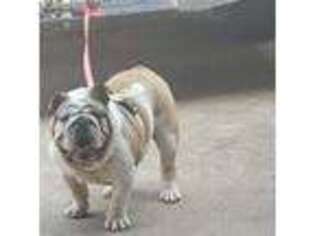 Bulldog Puppy for sale in Red Oak, TX, USA